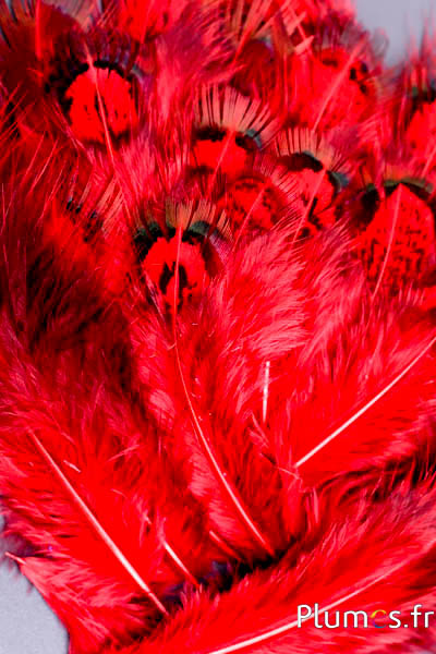 Faisan doré - 5-8 cm - menthe-rouge